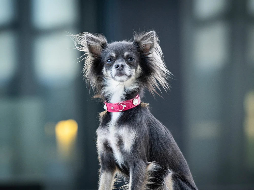 Halsband Mini Diamond Sunrise - Lipstick