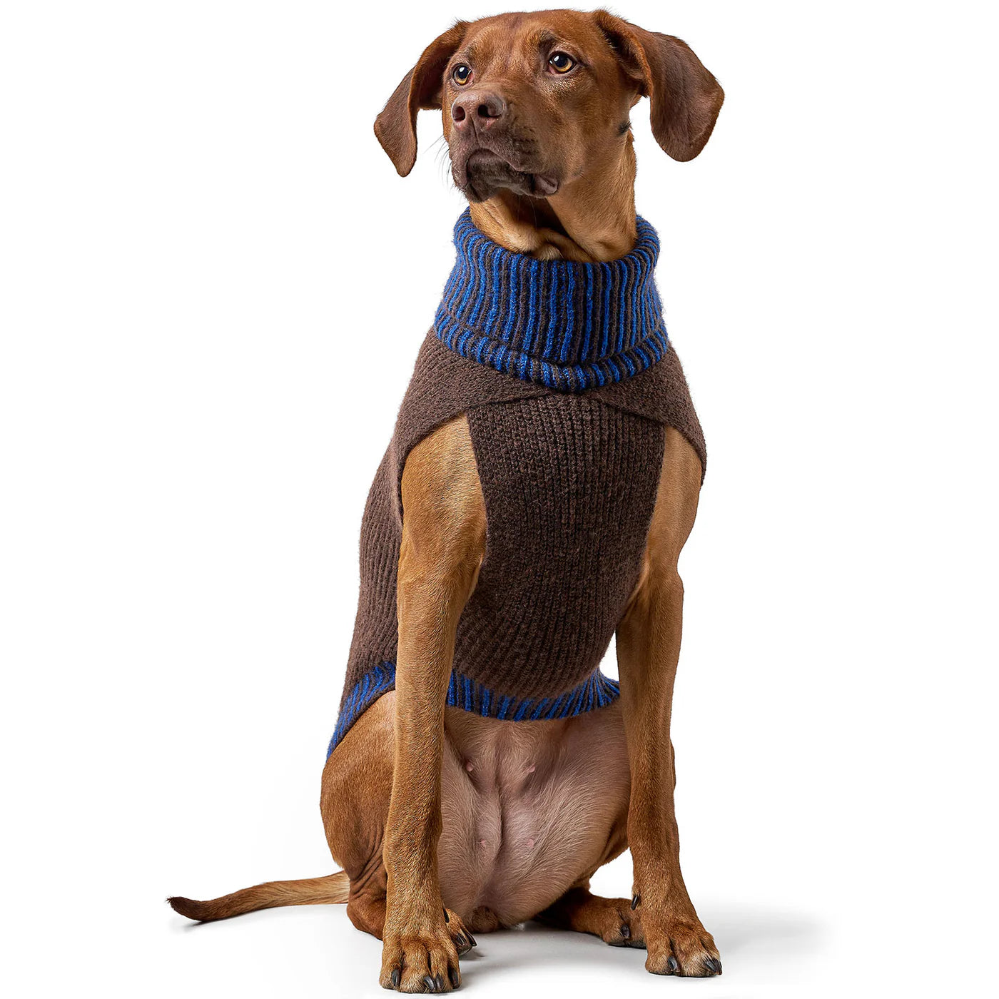 Hundepullover Odense mit Mütze Set braun/blau