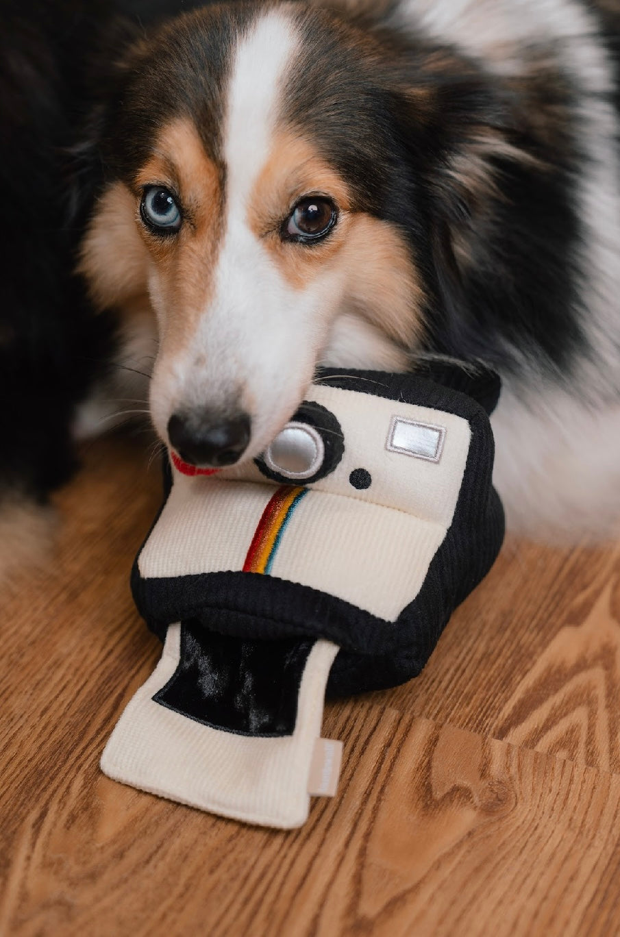 Hundespielzeug Kamera