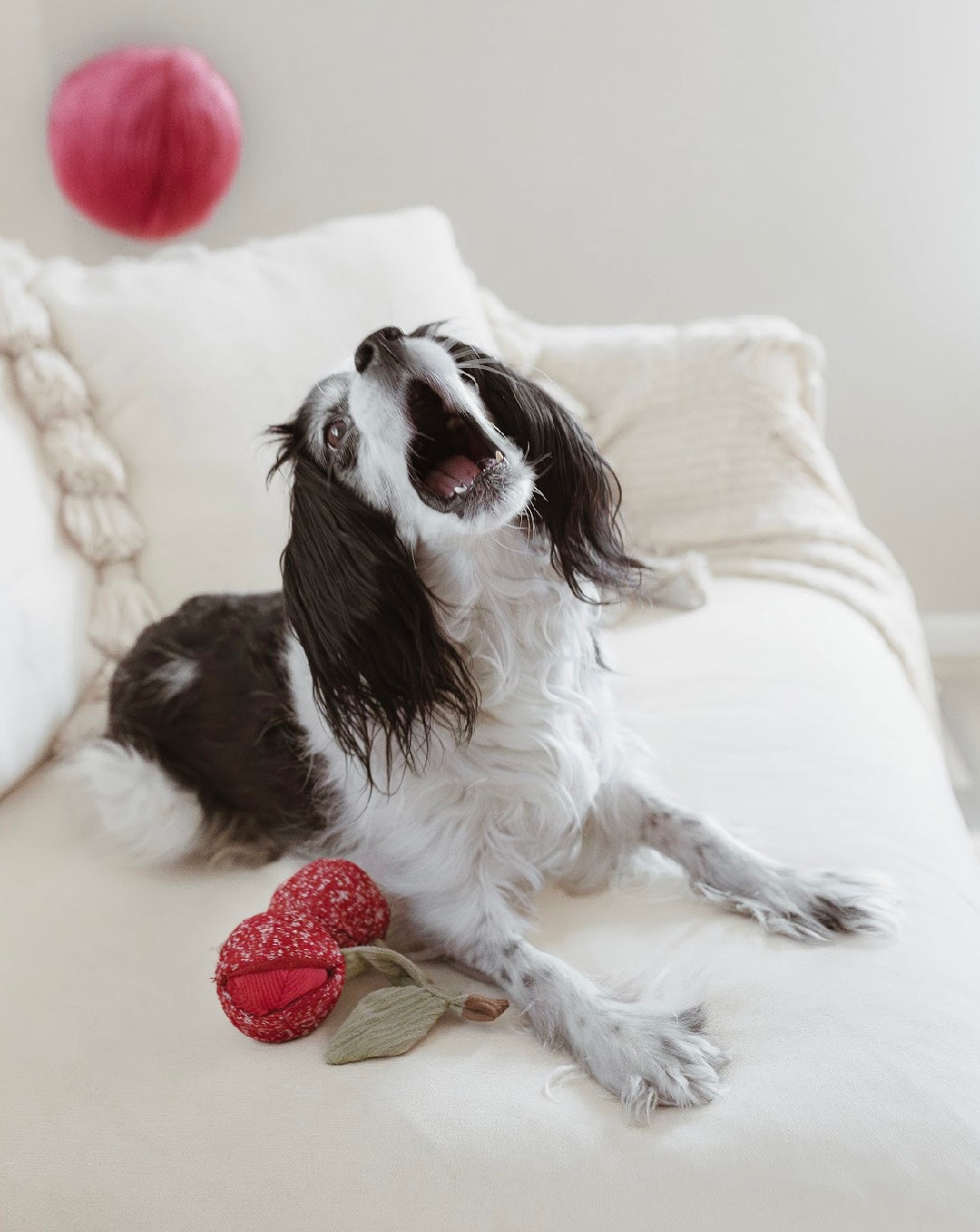 Hundespielzeug Cherry Pop